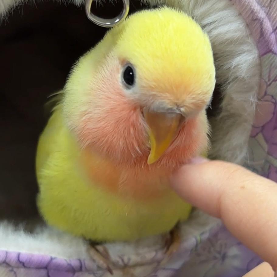 橙子是一只小叽