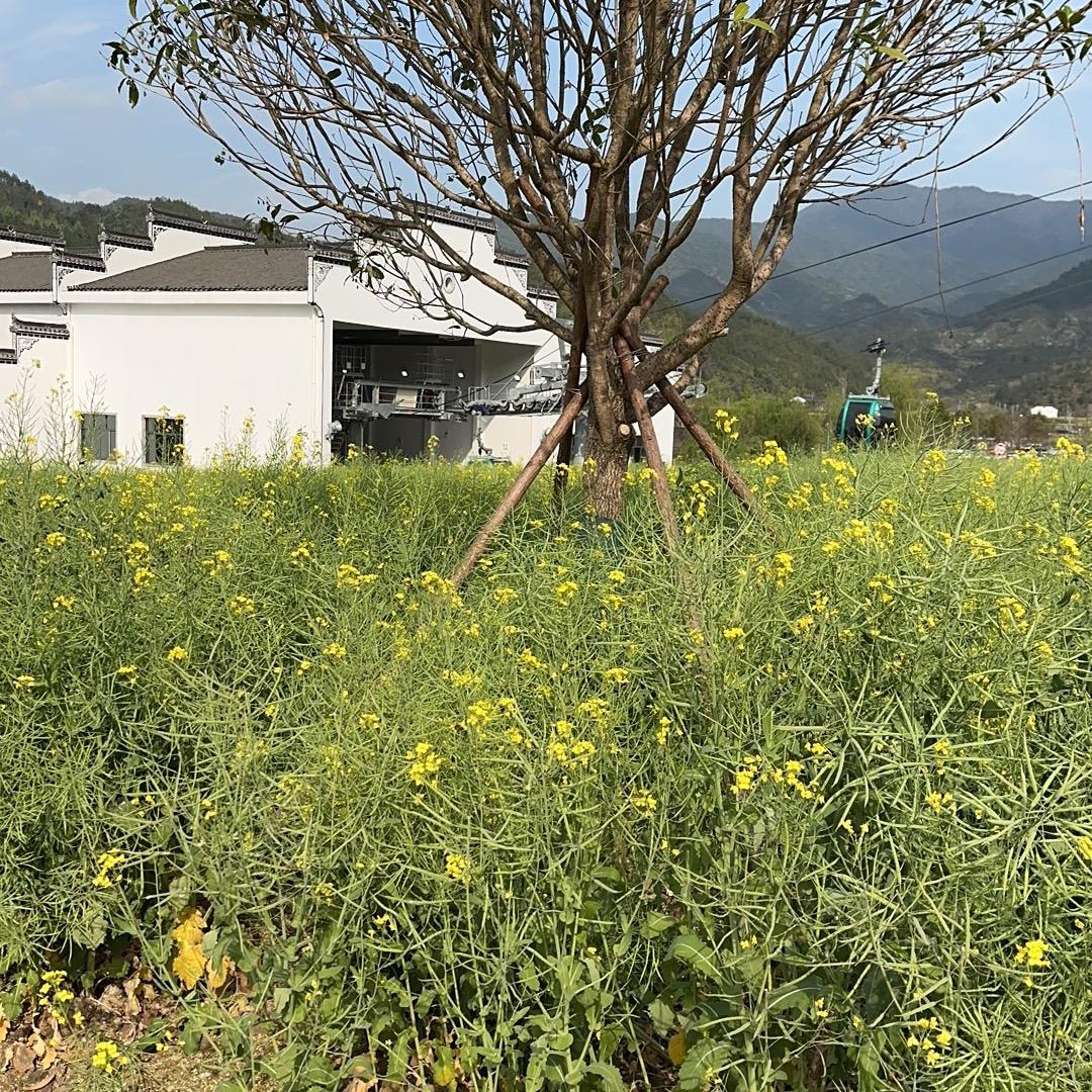努力才会蠃
