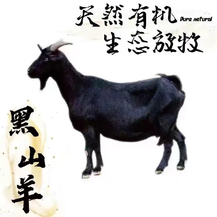 明燕黑山羊