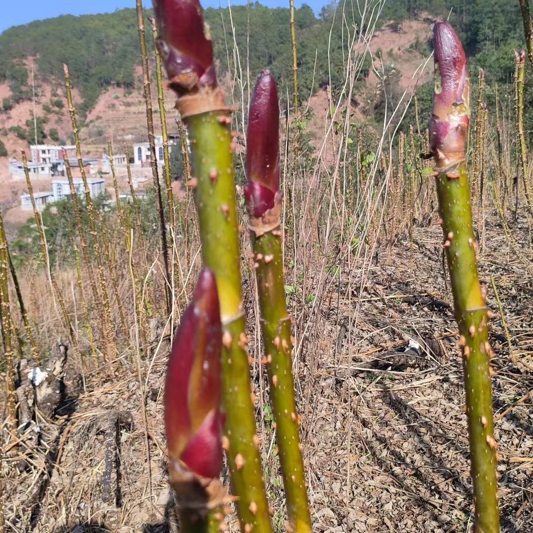 野龙