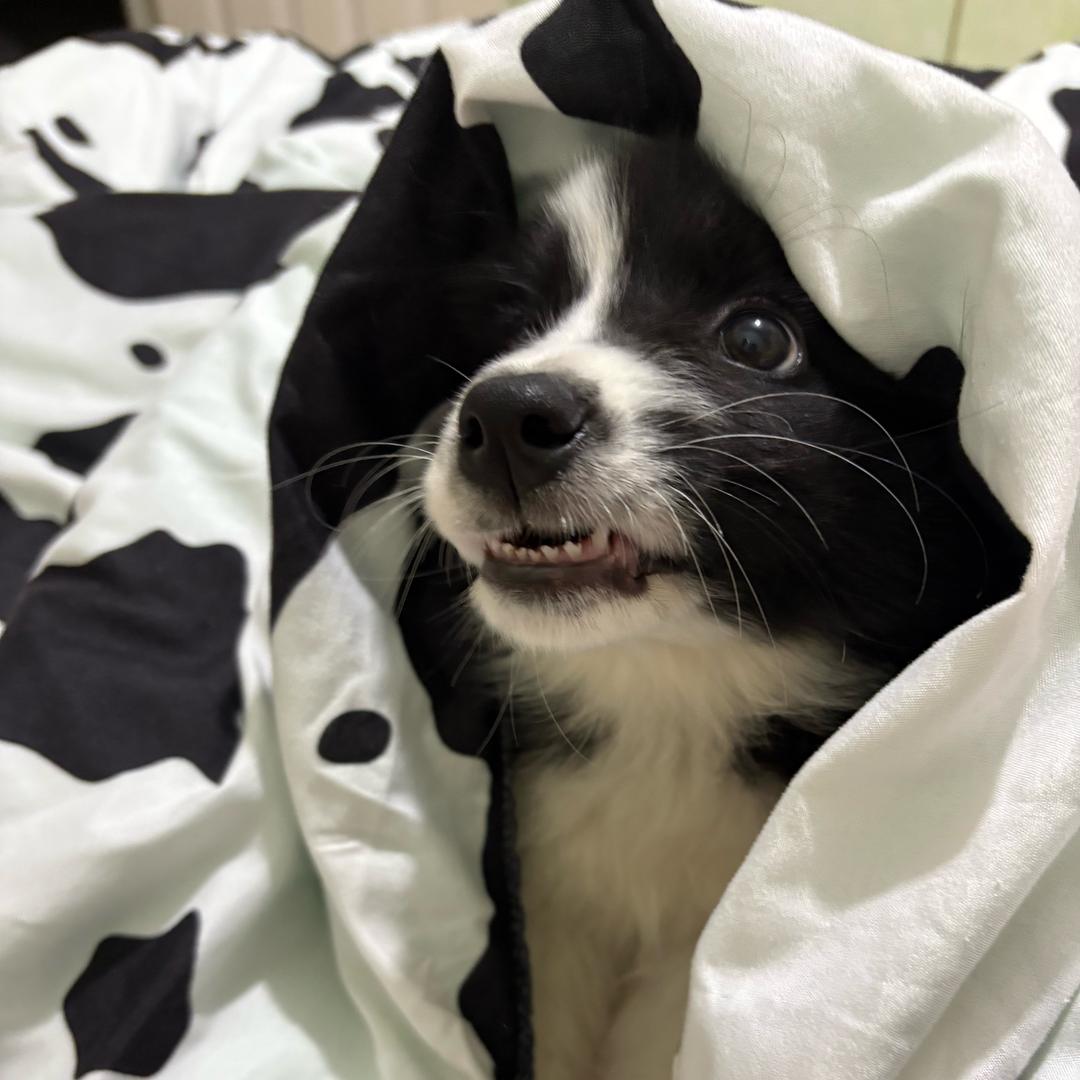 屎到淋头还想搅便💩