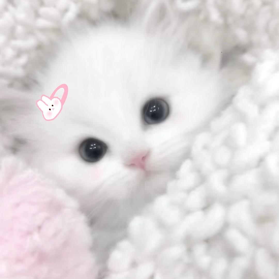 🐈‍⬛
