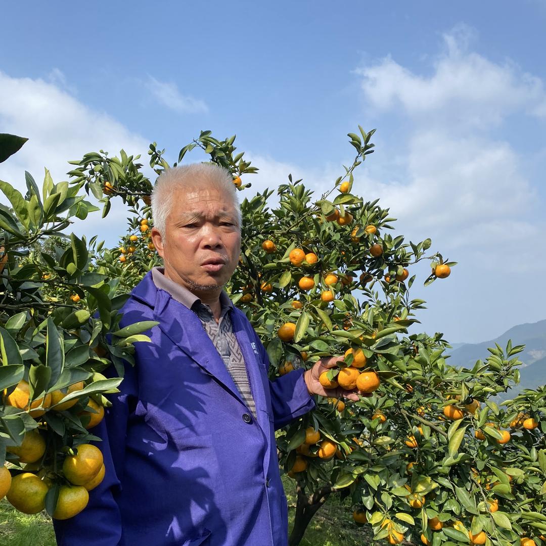 临海涌泉济坤蜜橘