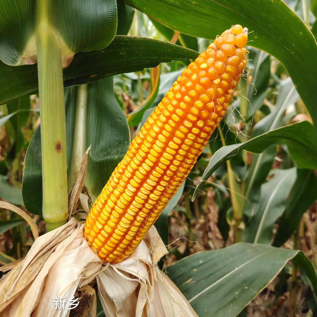 山西丰乐鑫农种业有限公司