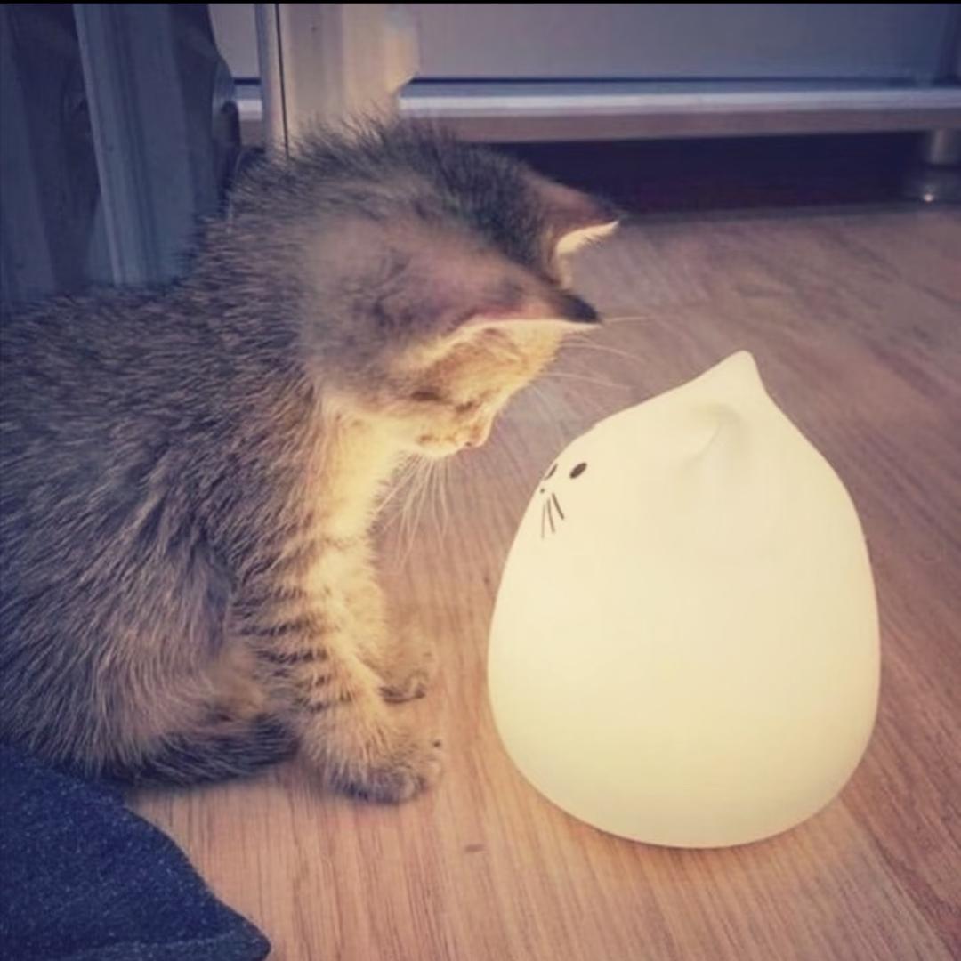 一只小呆呆