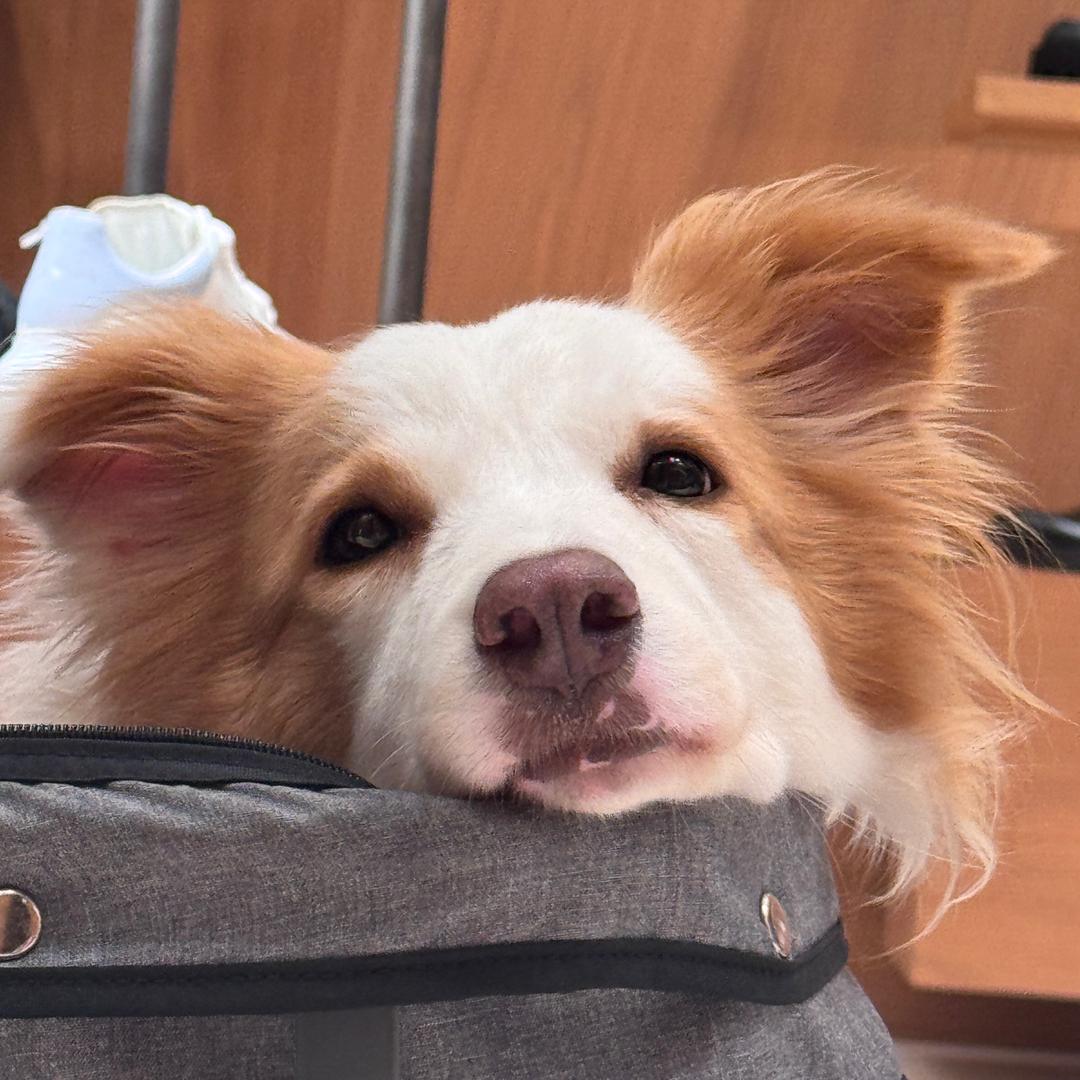 coco