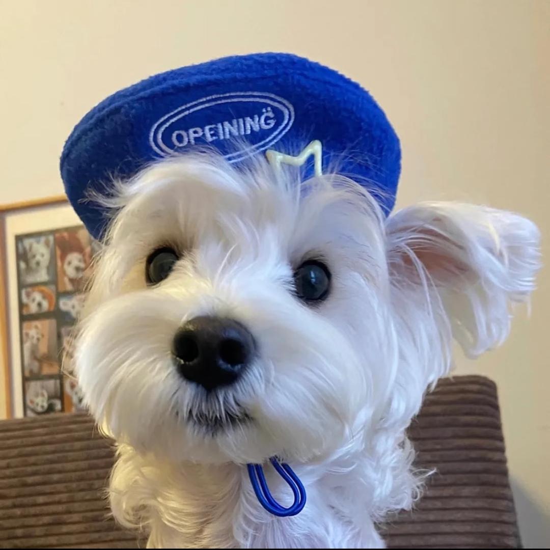 蓝帽小狗🧢