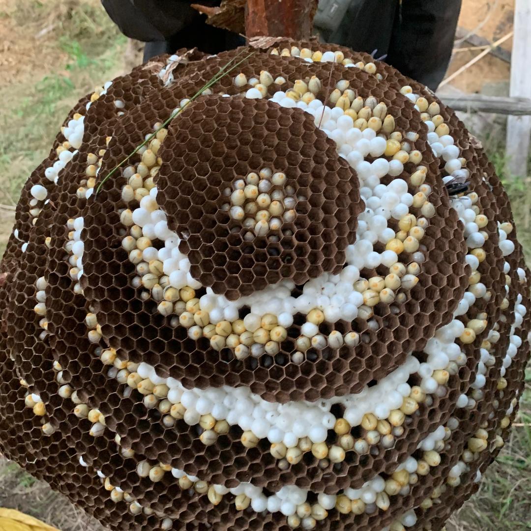 渝百万野生蜂蛹批发