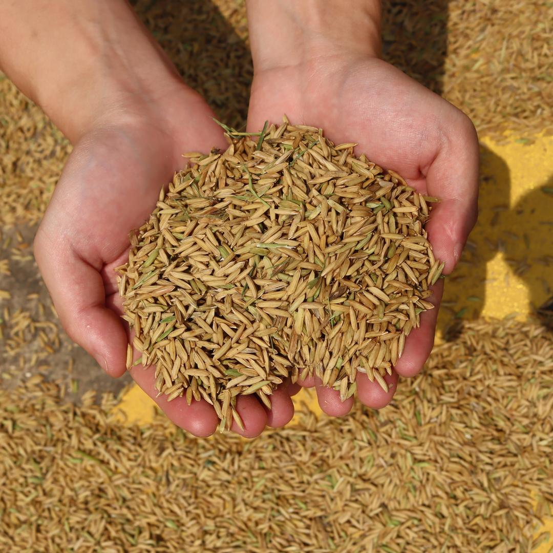 星火燎原助力乡村振兴实践团