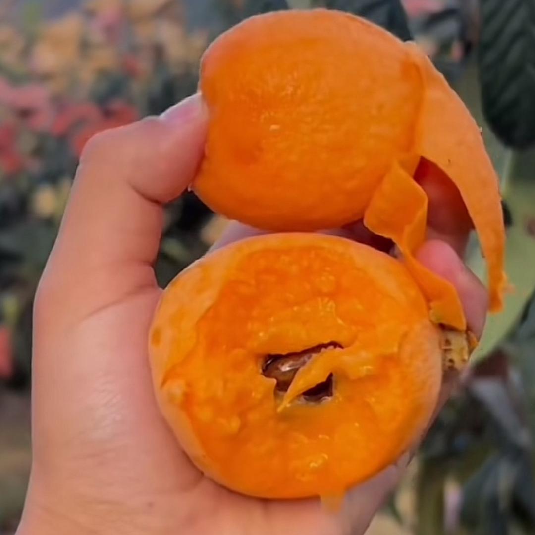 合川古楼枇杷王子秦勇专场