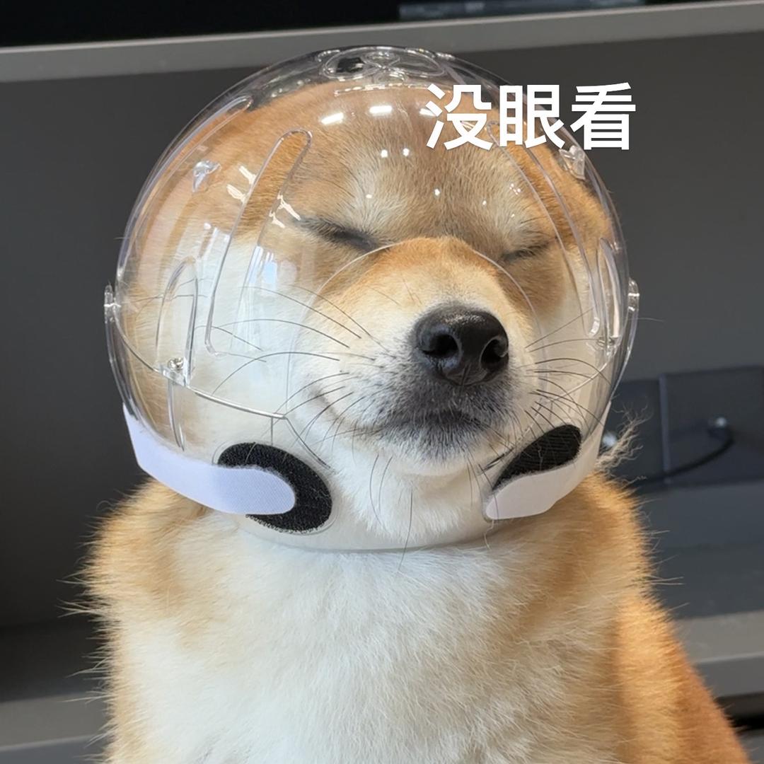 猪咪是只柴