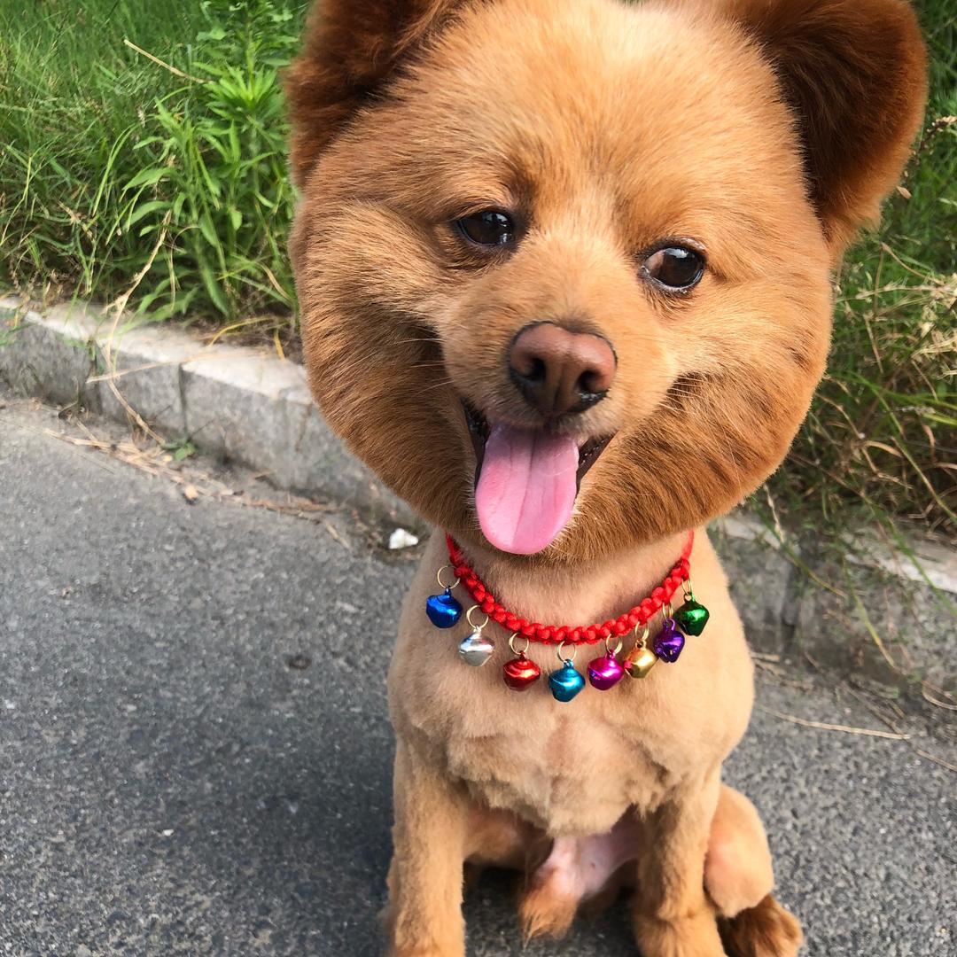 糖老板的铲屎官