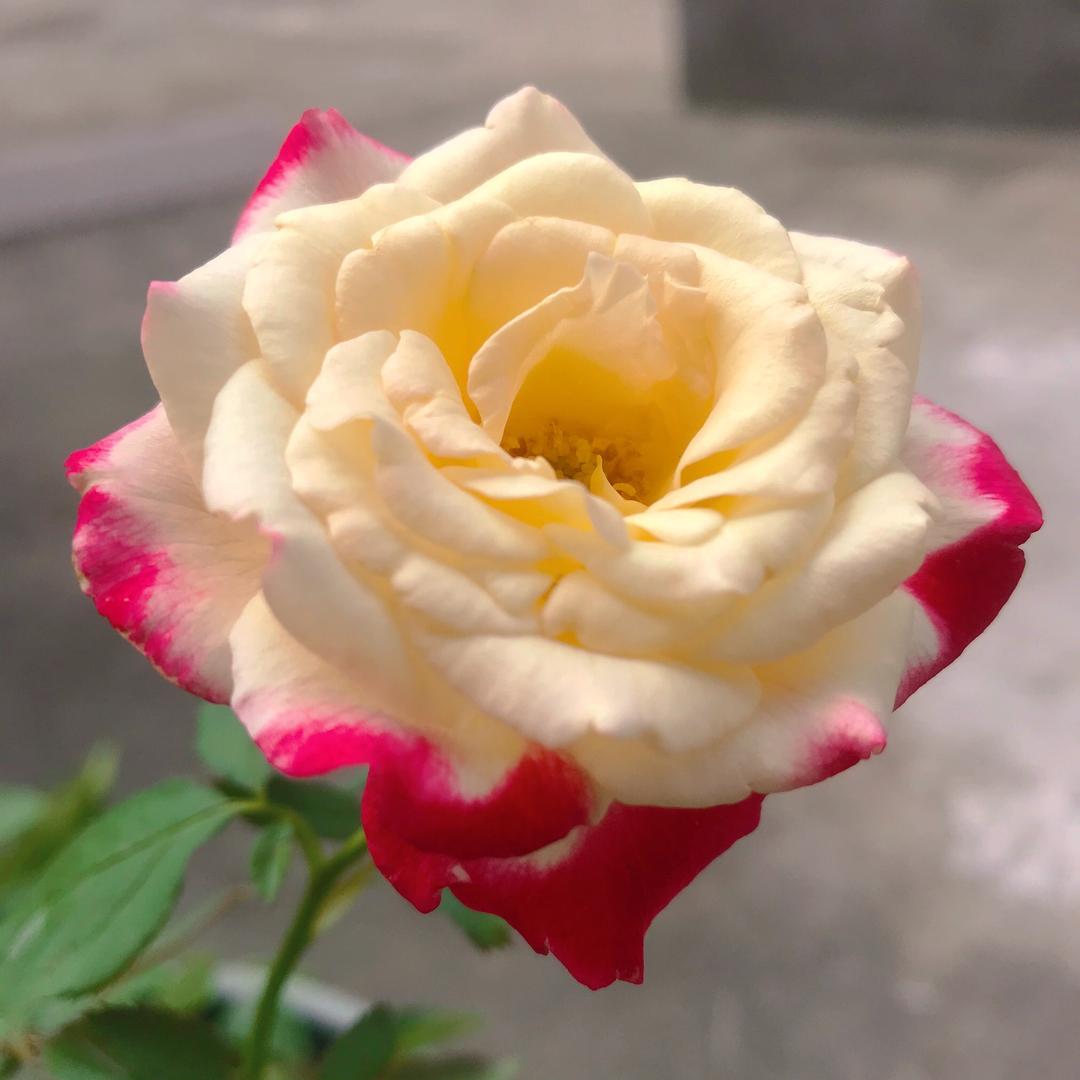 开心就好🌹🌹🌹