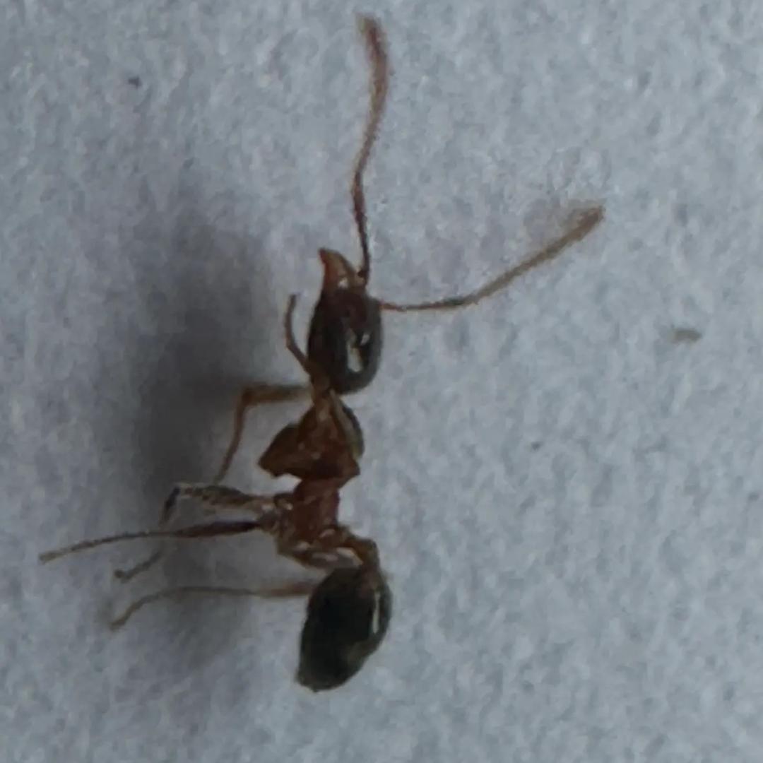 花开富贵心想事成