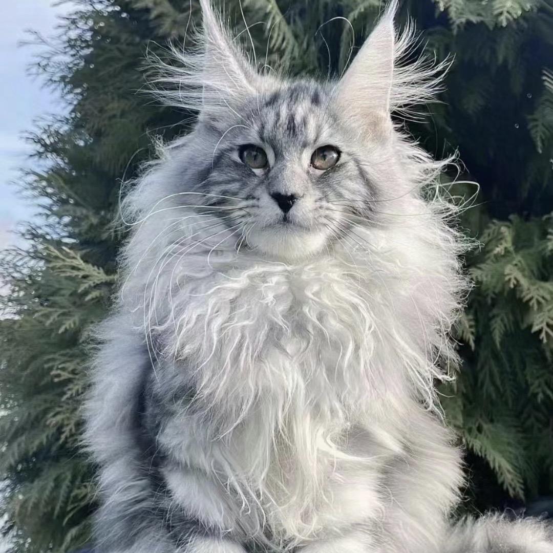 宠粮严选（猫老板）