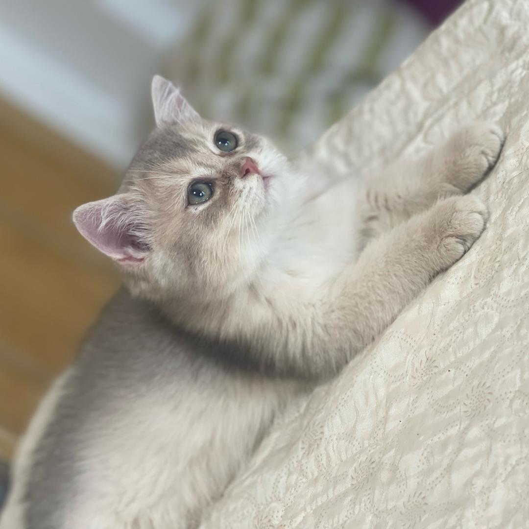 猫咪罐罐