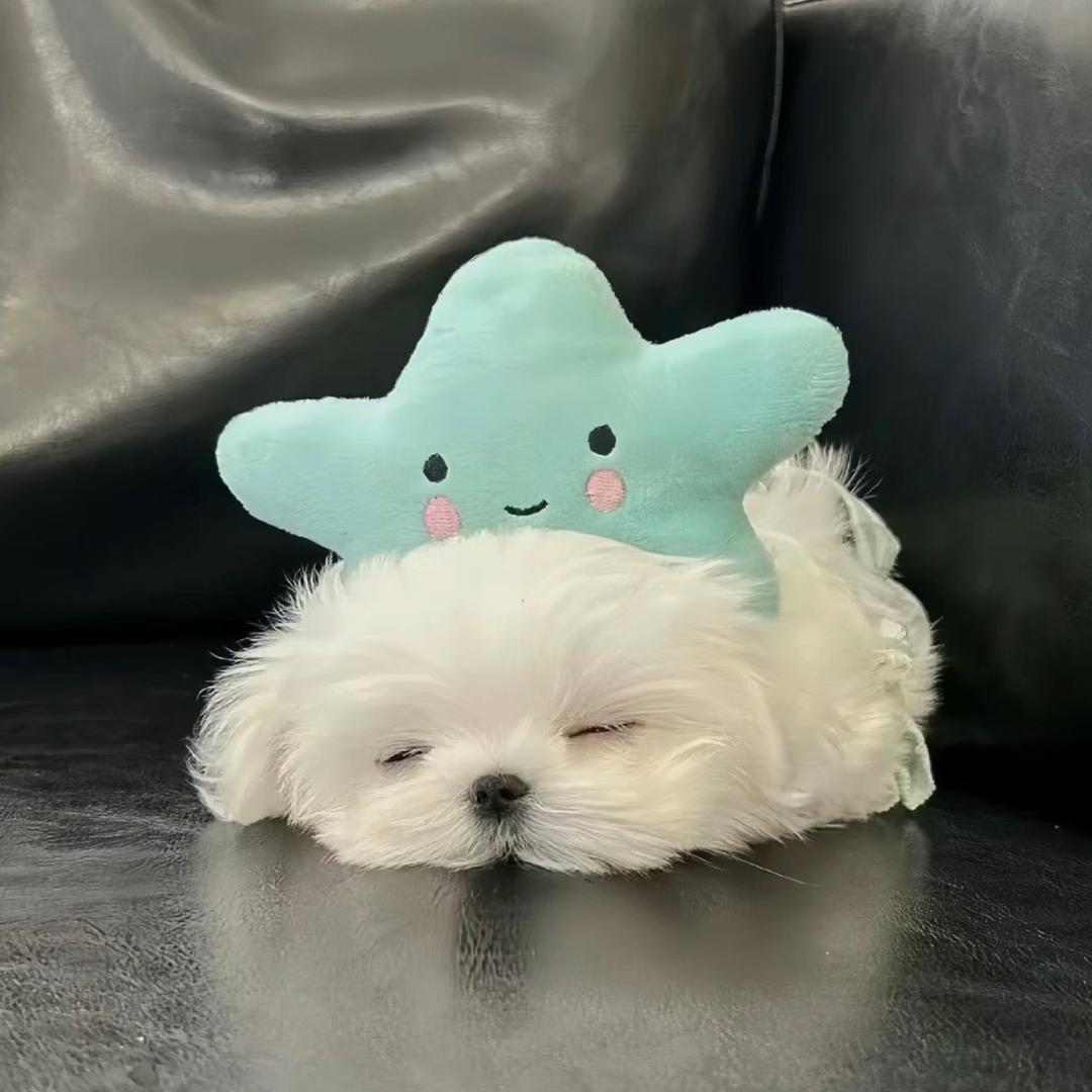 不要吵我睡觉拉