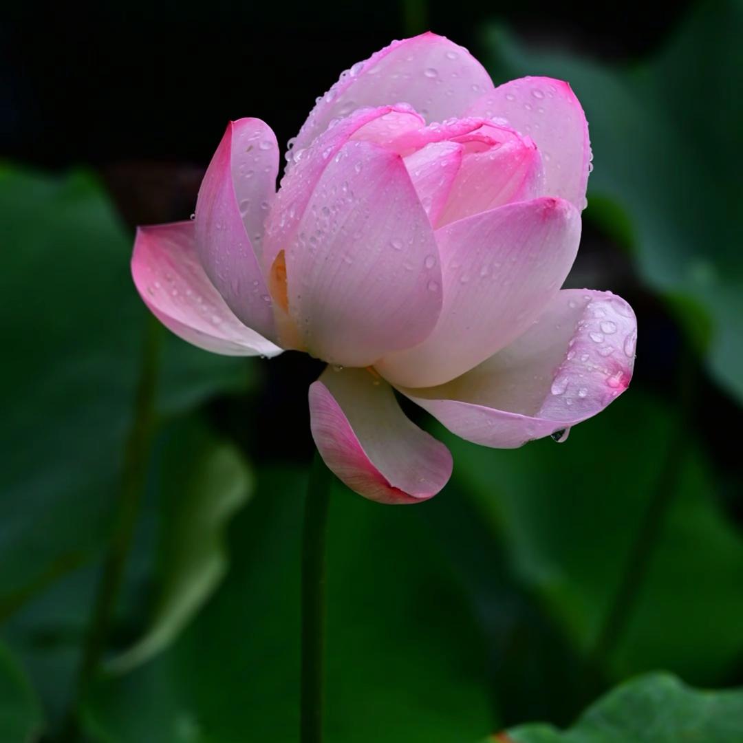 花开富贵007