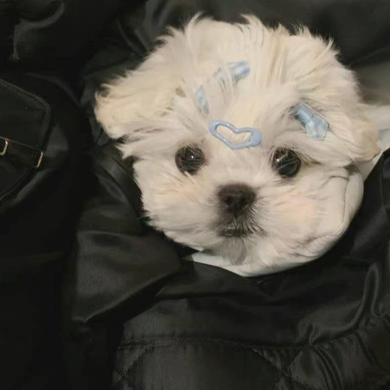 吧啦吧啦全身变