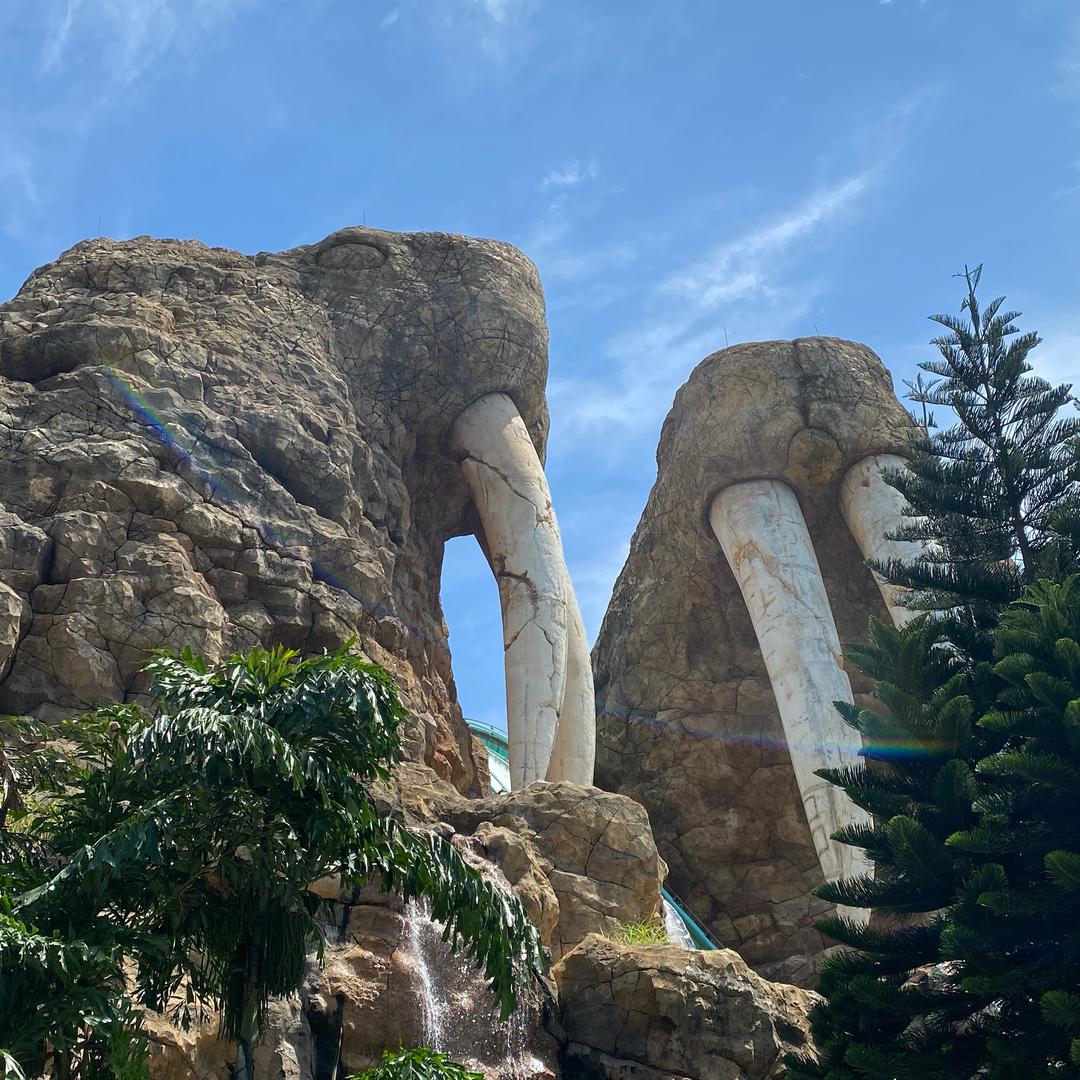 发育中的大番薯