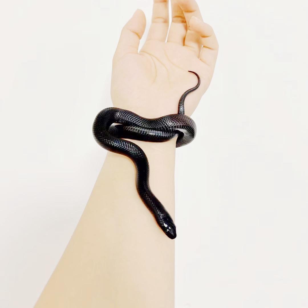 多多的蛇🐍