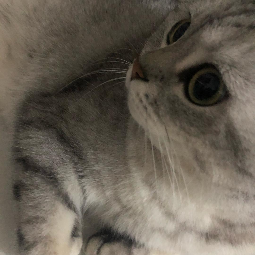 黄旺财