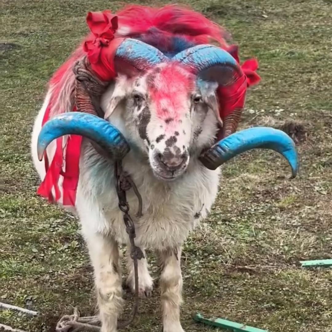 罗多活羊批发刘汉仁