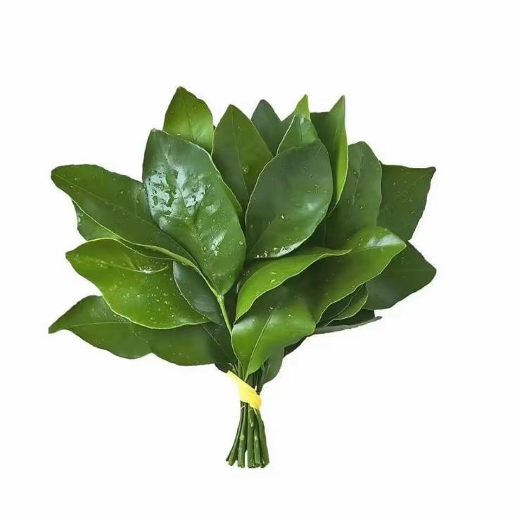 马薇薇 •ᴗ•||