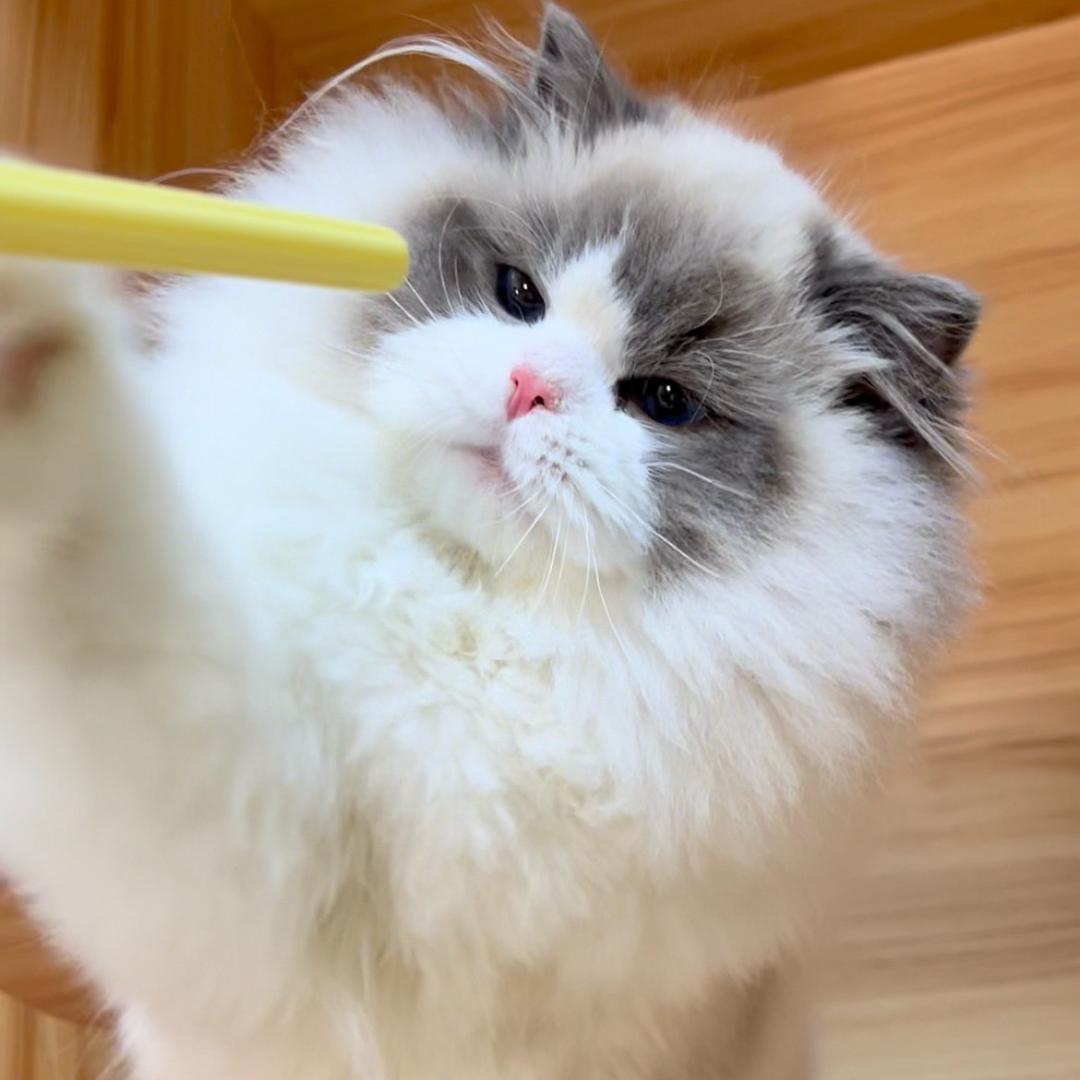 金仔奢宠（浙江布偶猫顶流）