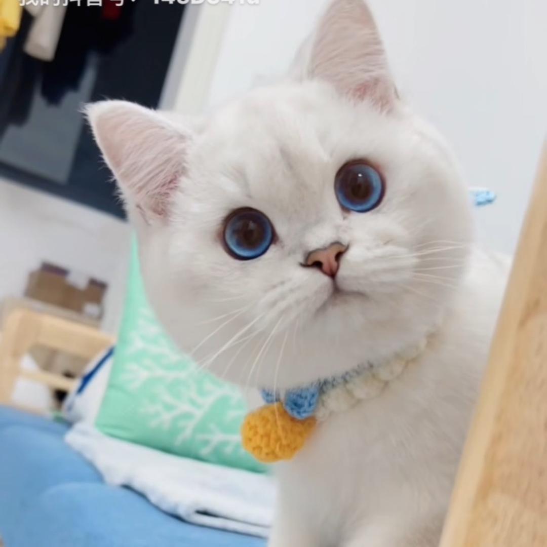 奶团是只大头喵