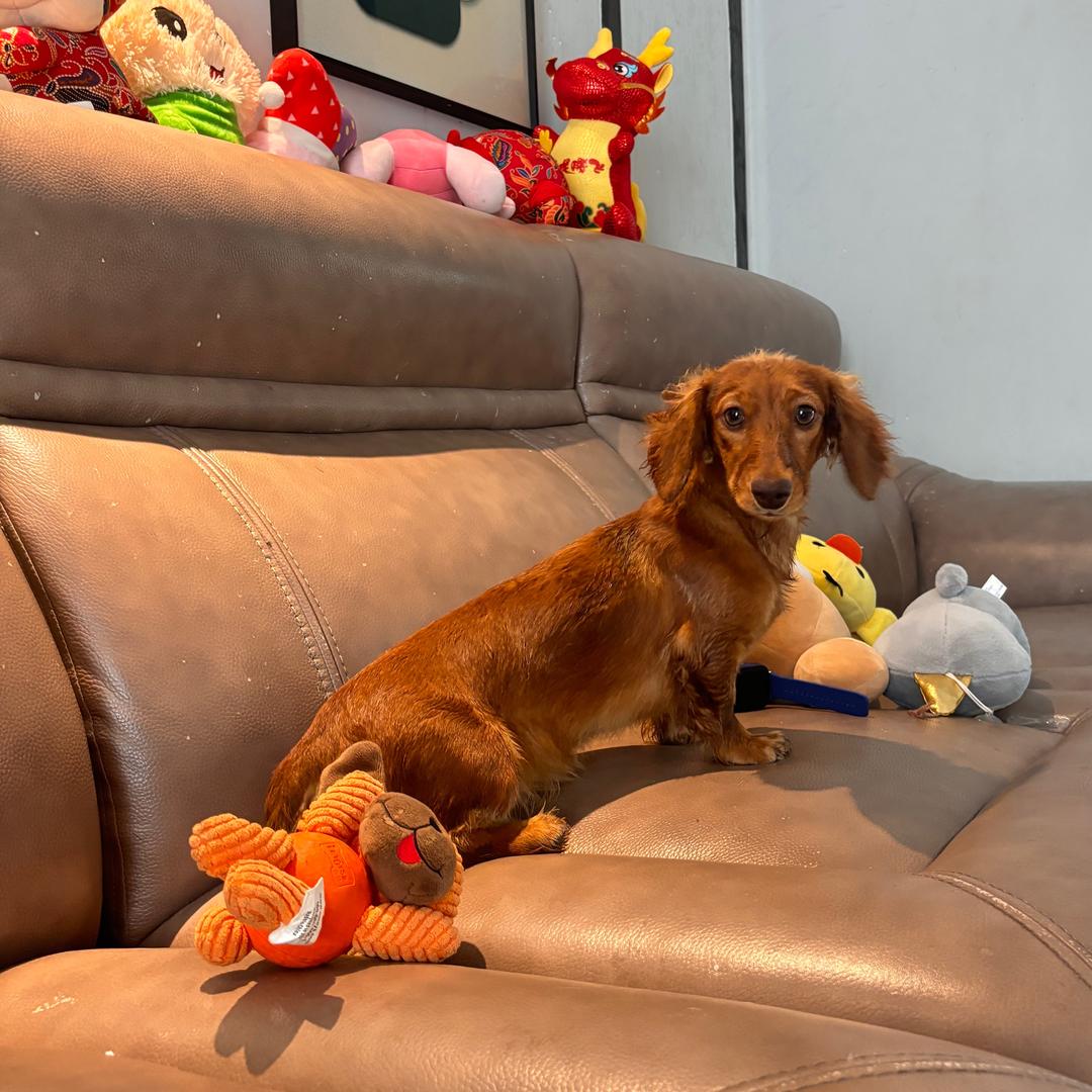 红肠是只腊肠狗