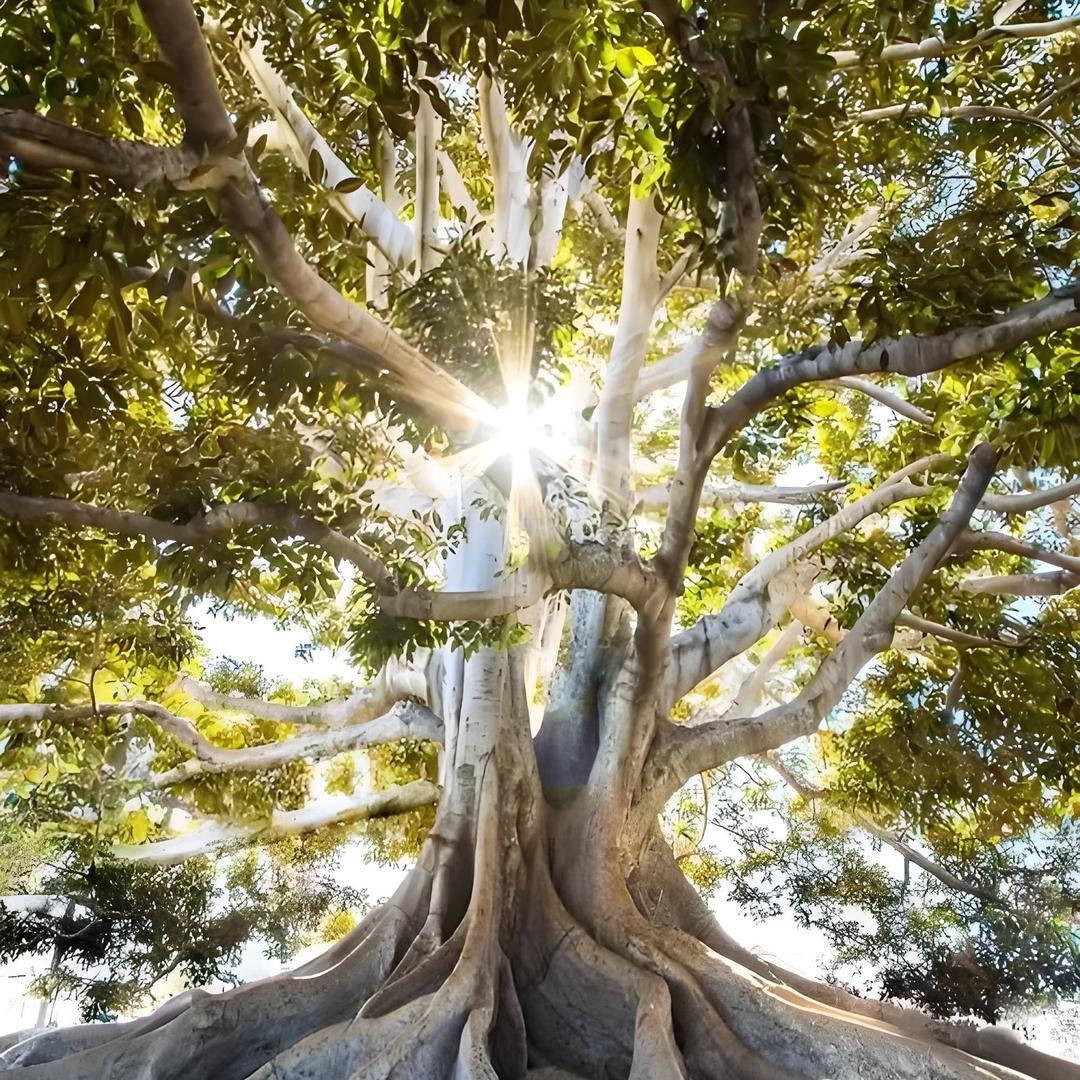 甲寅