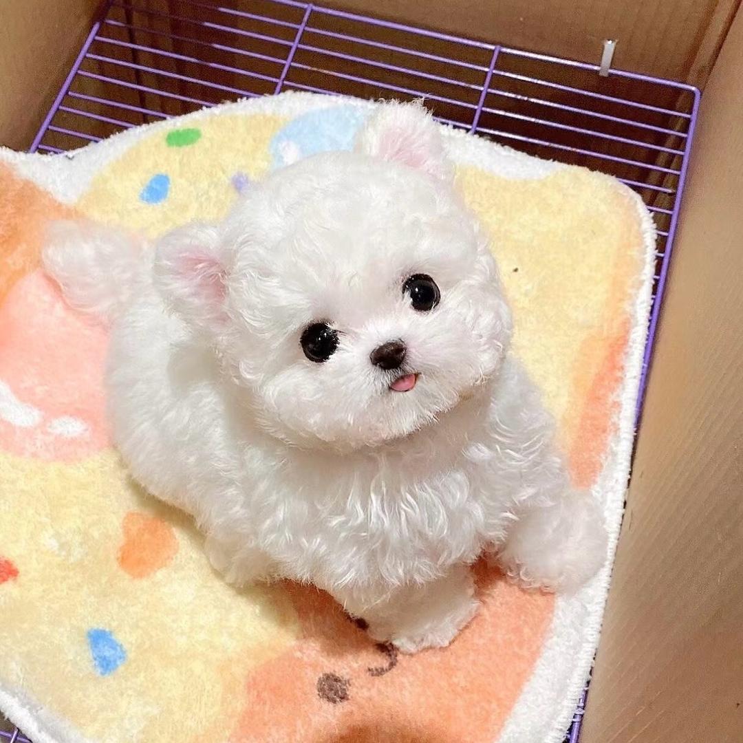 东北甜妹儿的狗🐶汪颜社