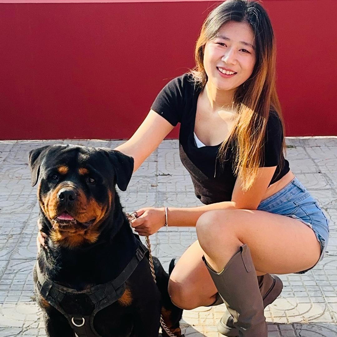 天佑犬舍的罗威纳