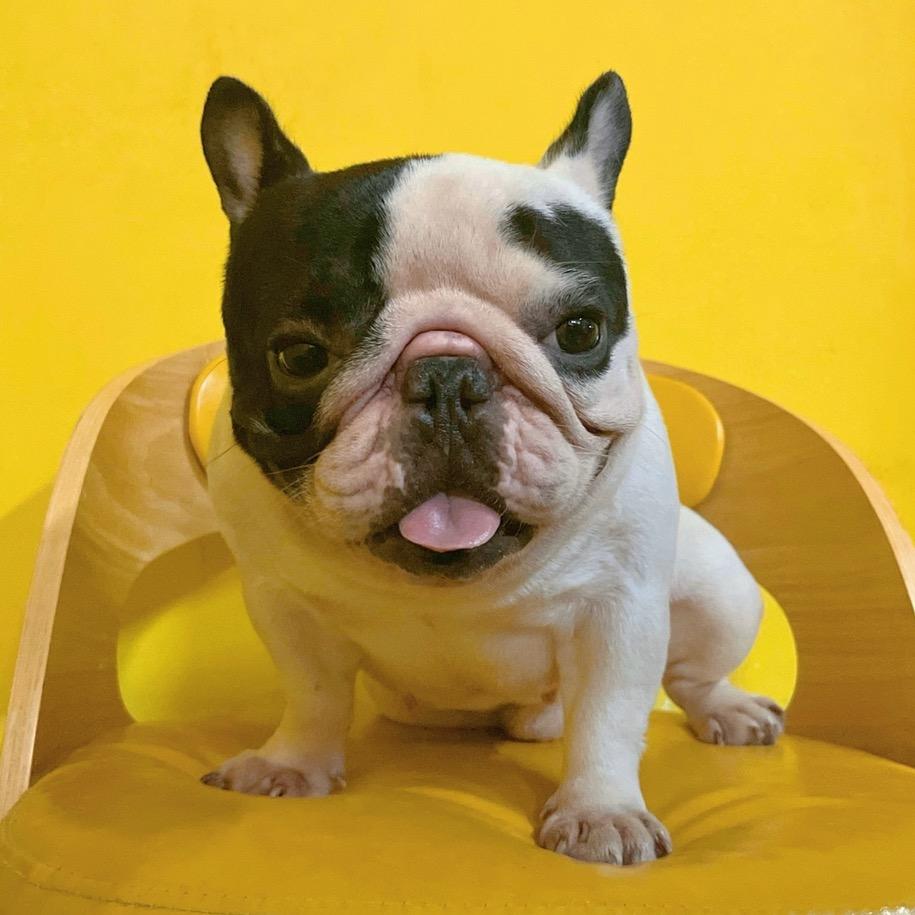 萌宠部落萌系小体法牛