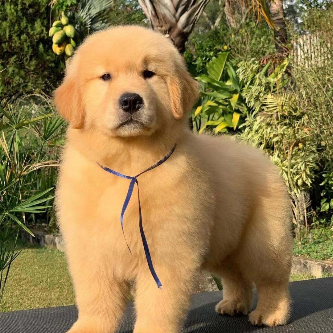 @我是金毛大王