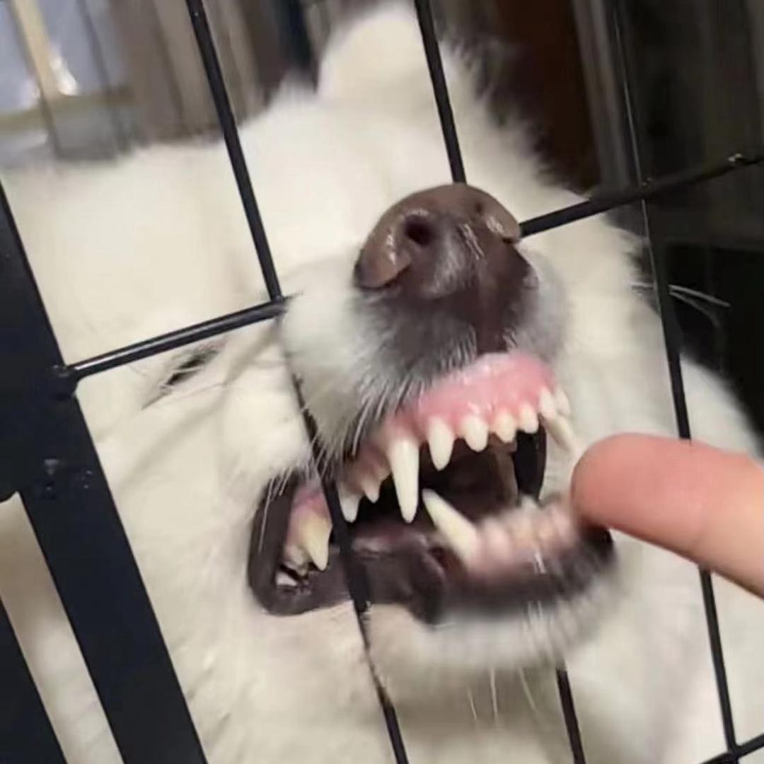 奈斯巴达