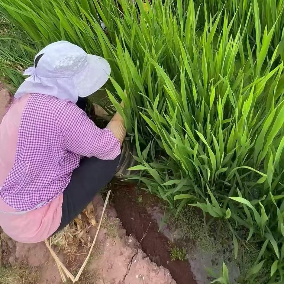 农业好帮手