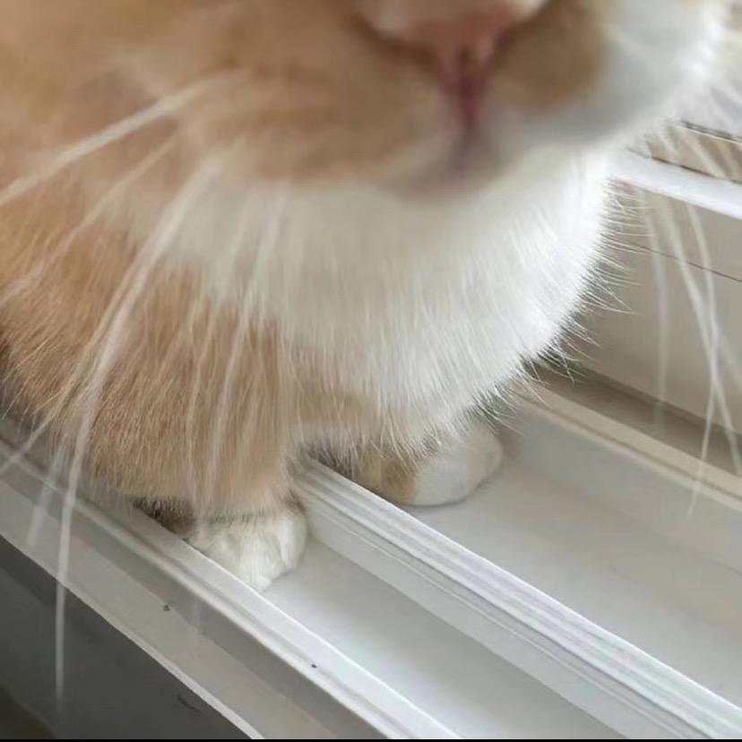 O0orange