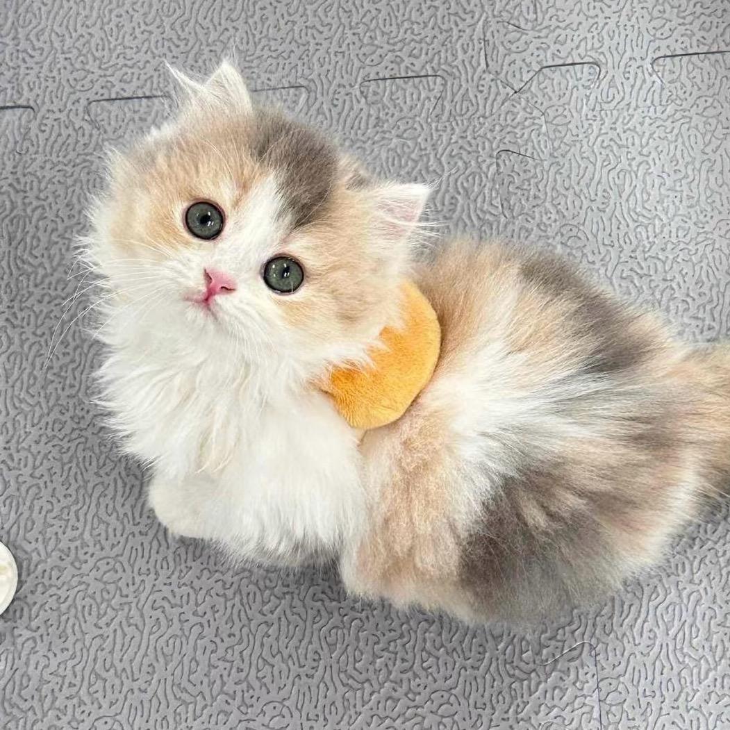周周的猫🐈