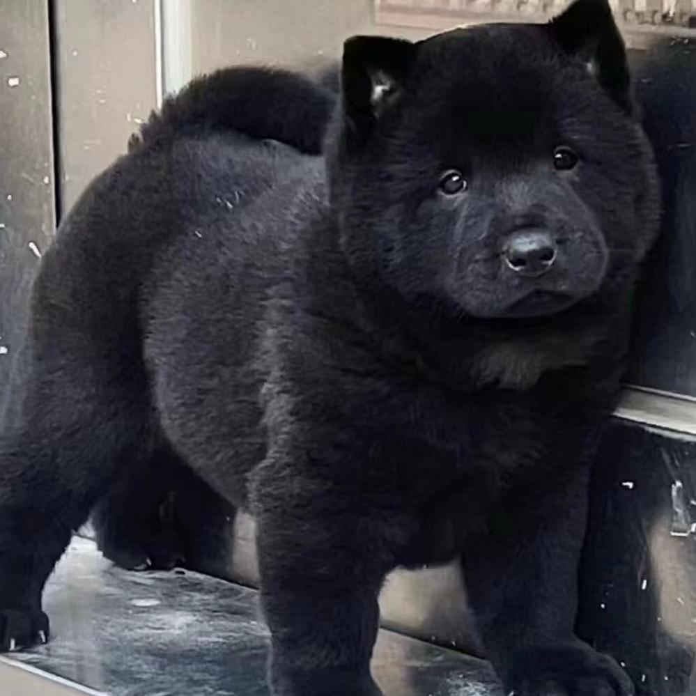A淘田园犬