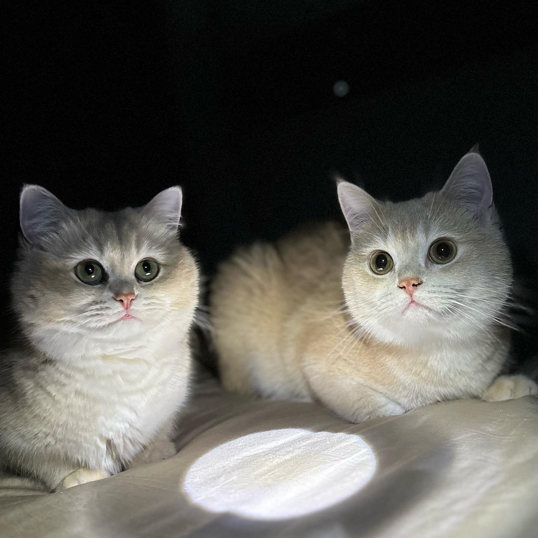 可可可乐两只喵