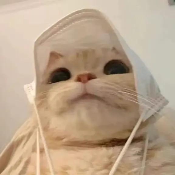 猫饼