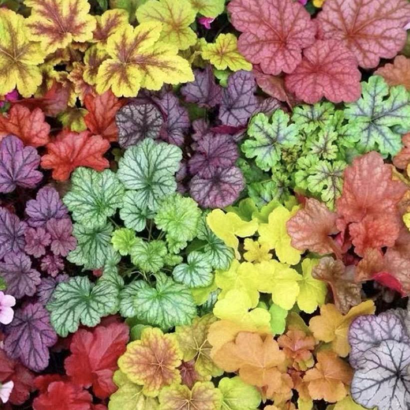 霁月花坊