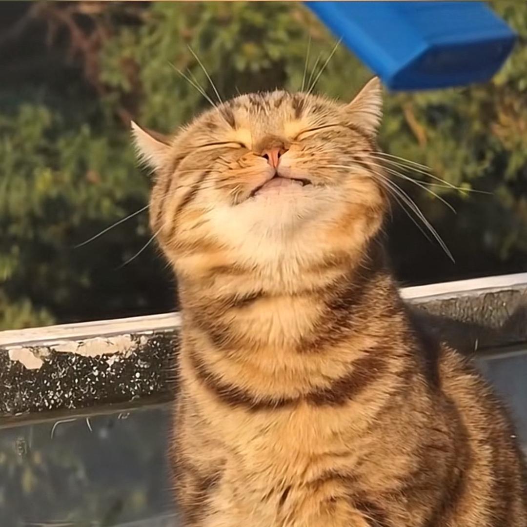 妹妹🐱爱咬人