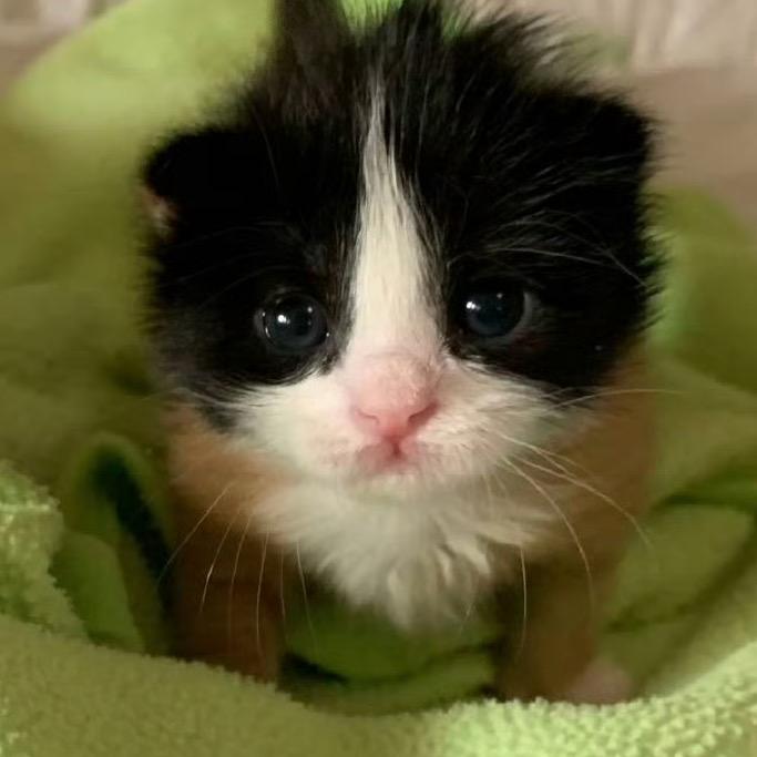 注定一生享清福的小浴巾