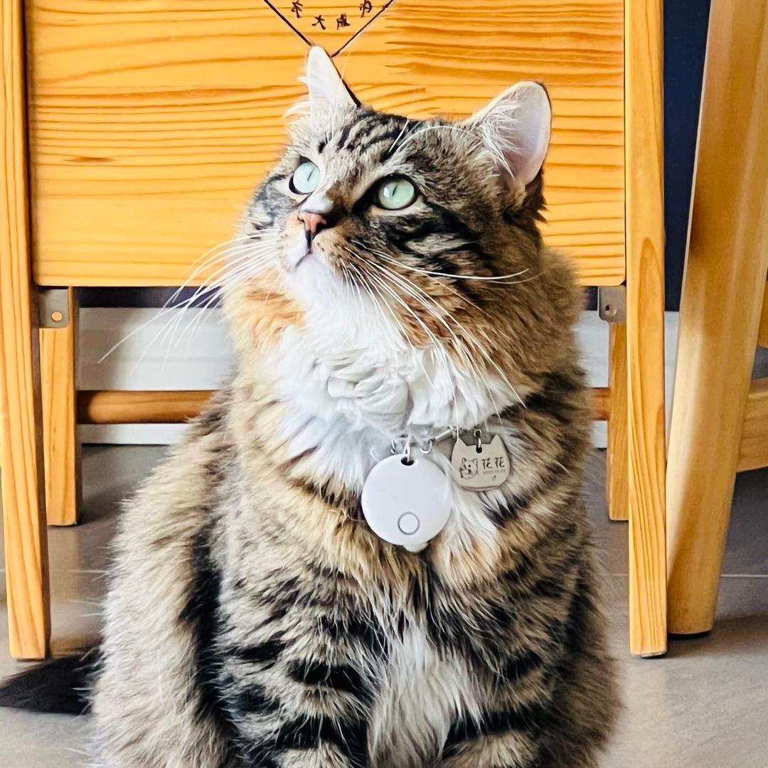 小狸花不是狸花