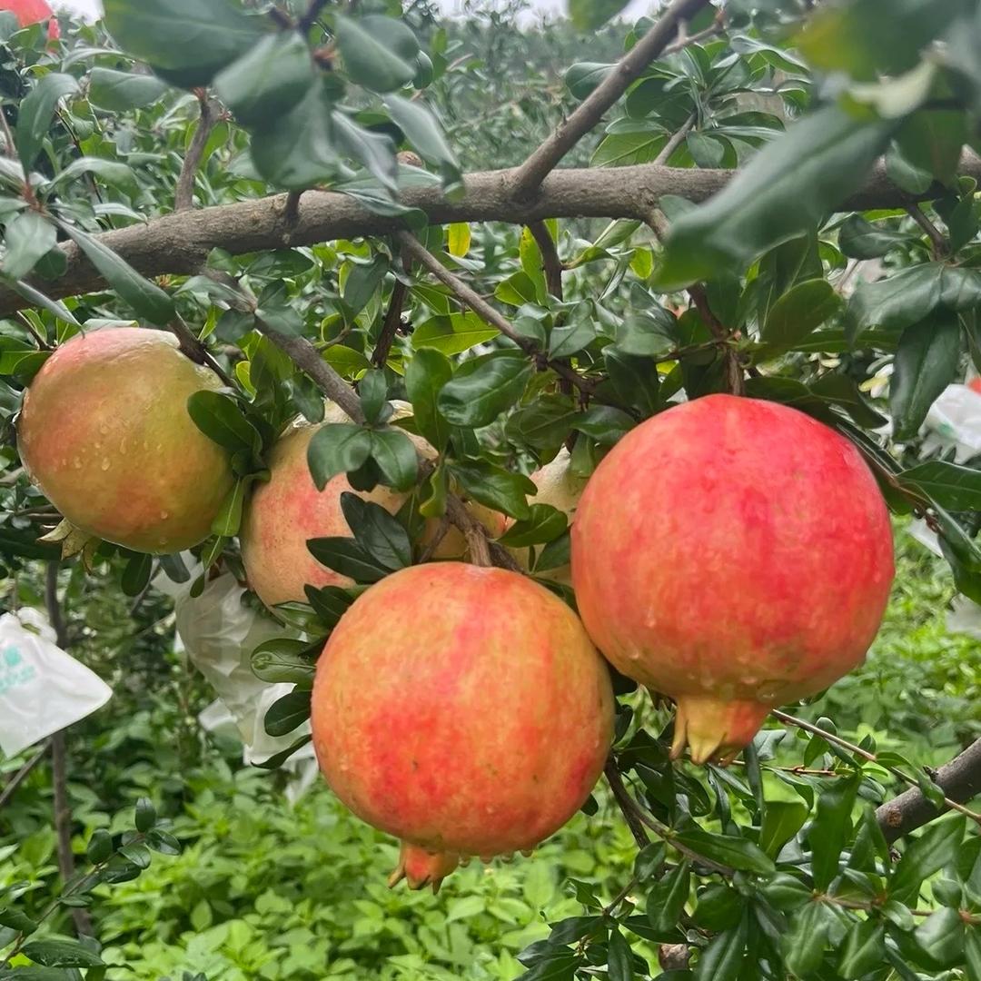 小楠爱吃甜