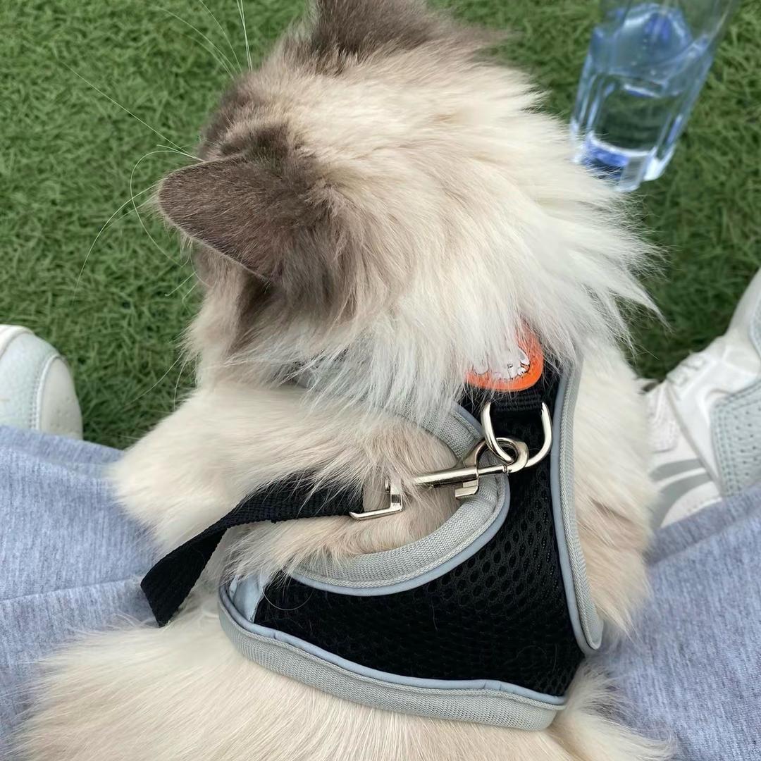 莫嗷猫