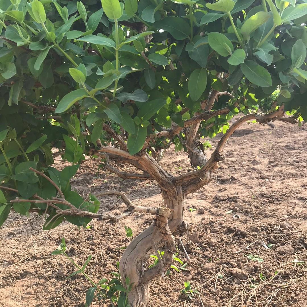 可乐苗木盆景园艺